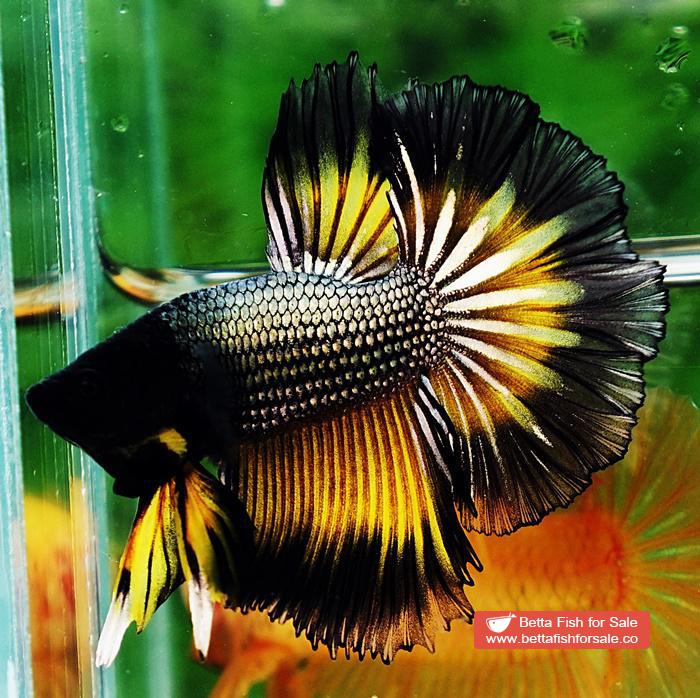 Betta fish OHM Black Copper Mustard Butterfly - Image 5