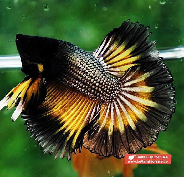 Betta fish OHM Black Copper Mustard Butterfly - Image 3