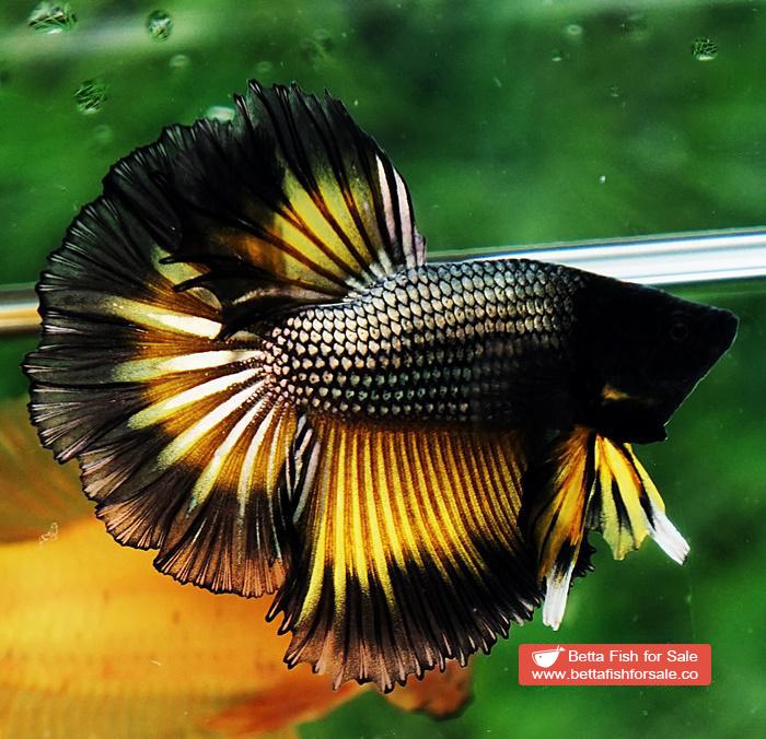 Betta fish OHM Black Copper Mustard Butterfly - Image 6