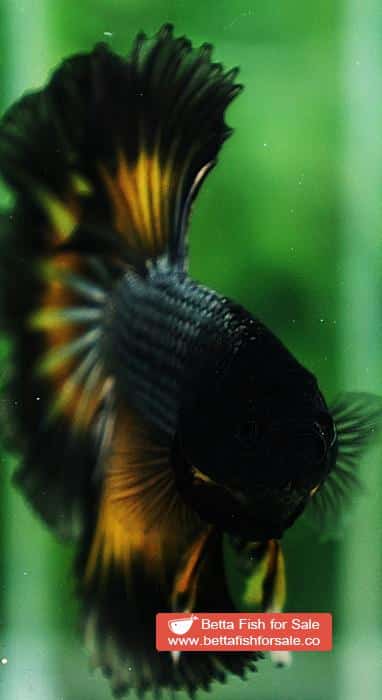 Betta fish OHM Black Copper Mustard Butterfly - Image 7