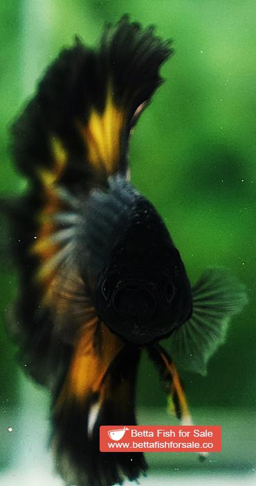 Betta fish OHM Black Copper Mustard Butterfly - Image 8
