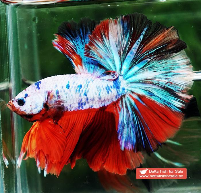 Betta fish OHM Emerald Candy Nemo Sky Hawk - Image 4