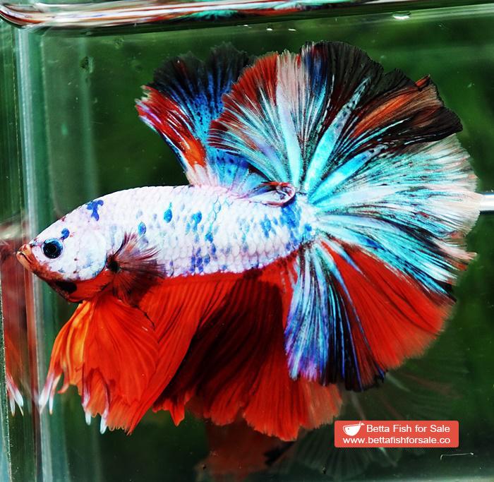 Betta fish OHM Emerald Candy Nemo Sky Hawk - Image 6