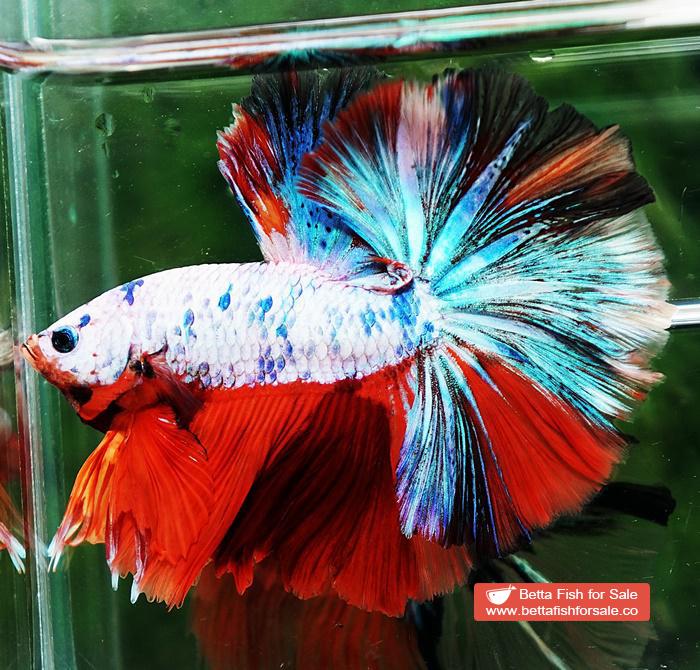 Betta fish OHM Emerald Candy Nemo Sky Hawk - Image 2