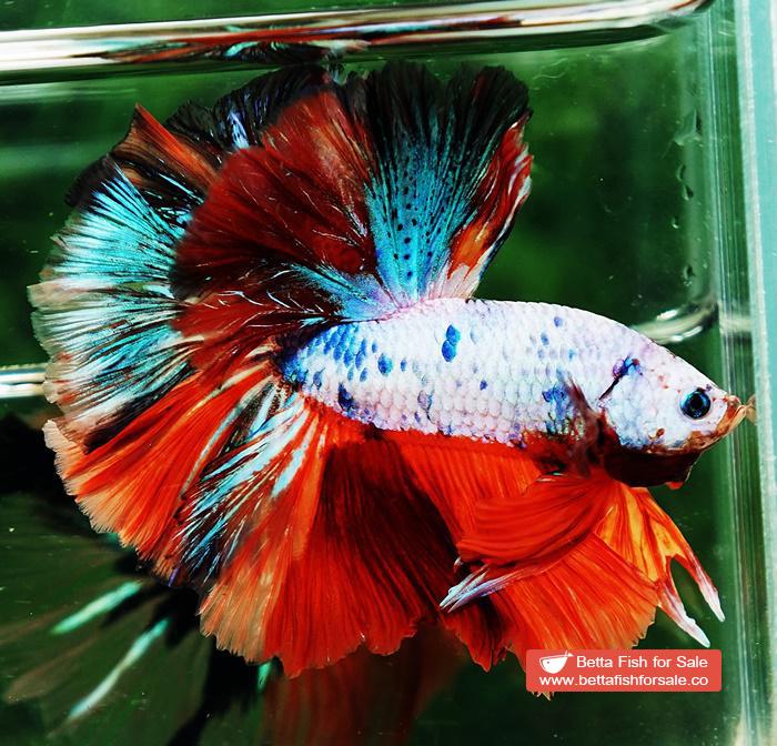 Betta fish OHM Emerald Candy Nemo Sky Hawk - Image 5