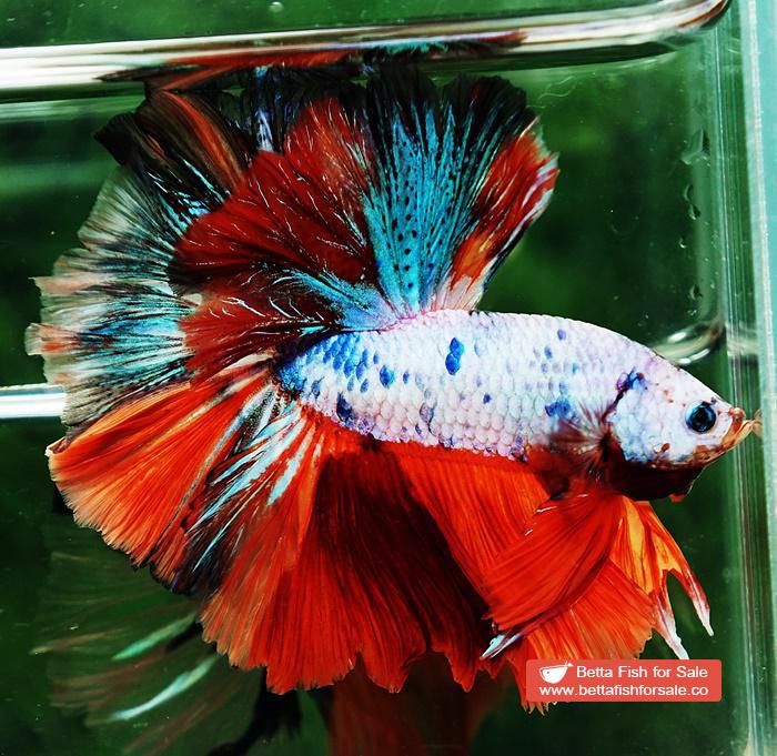 Betta fish OHM Emerald Candy Nemo Sky Hawk - Image 3