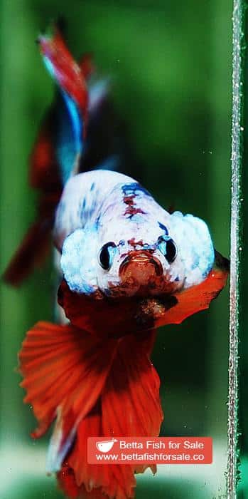 Betta fish OHM Emerald Candy Nemo Sky Hawk - Image 7