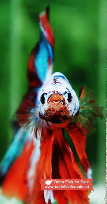 Betta fish OHM Emerald Candy Nemo Sky Hawk - Image 8