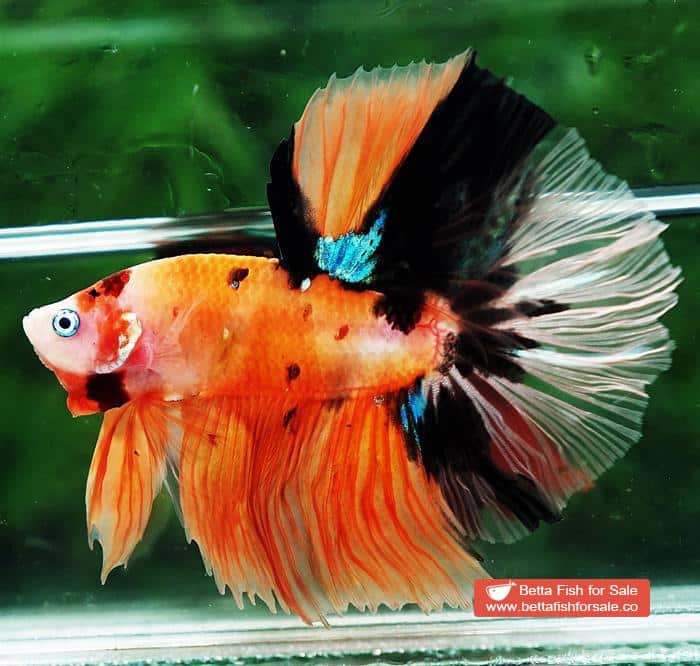 Betta fish OHM Tiger Nemo Rose tail - Image 3