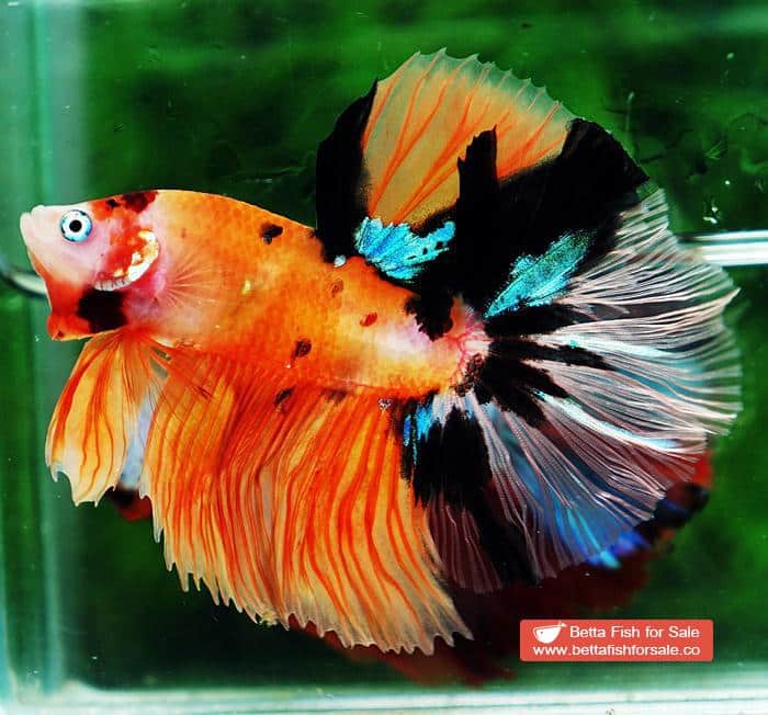 Betta fish OHM Tiger Nemo Rose tail - Image 5