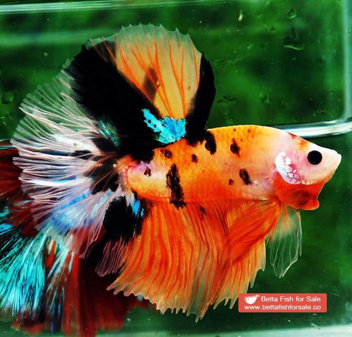 Betta fish OHM Tiger Nemo Rose tail - Image 4