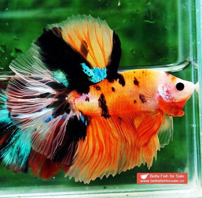 Betta fish OHM Tiger Nemo Rose tail - Image 2