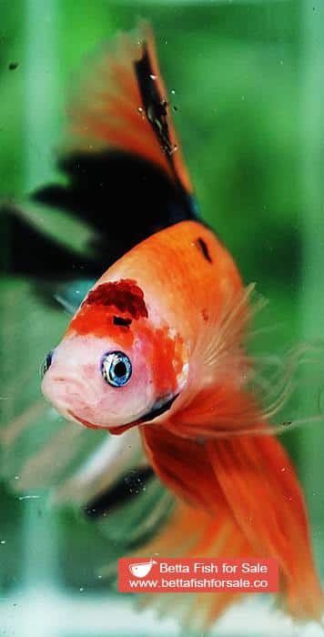 Betta fish OHM Tiger Nemo Rose tail - Image 6