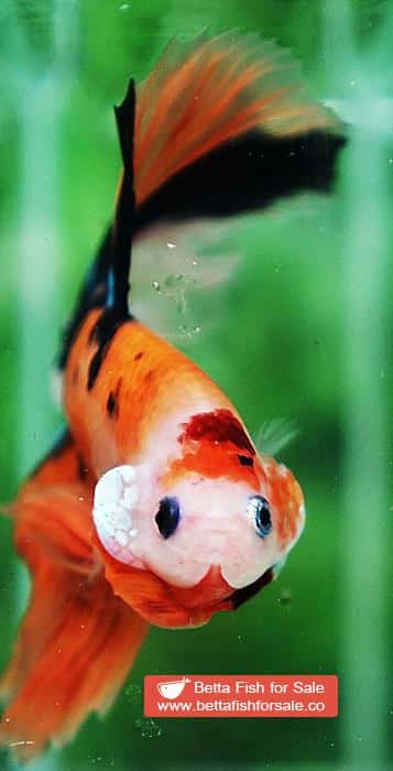 Betta fish OHM Tiger Nemo Rose tail - Image 7