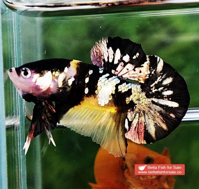 Betta fish HMPK Prince of Tiger Copper - Image 3