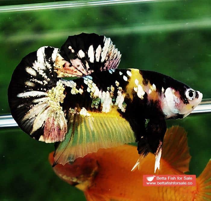 Betta fish HMPK Prince of Tiger Copper - Image 4