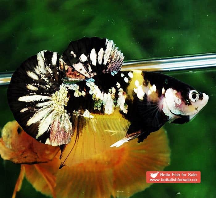 Betta fish HMPK Prince of Tiger Copper - Image 5