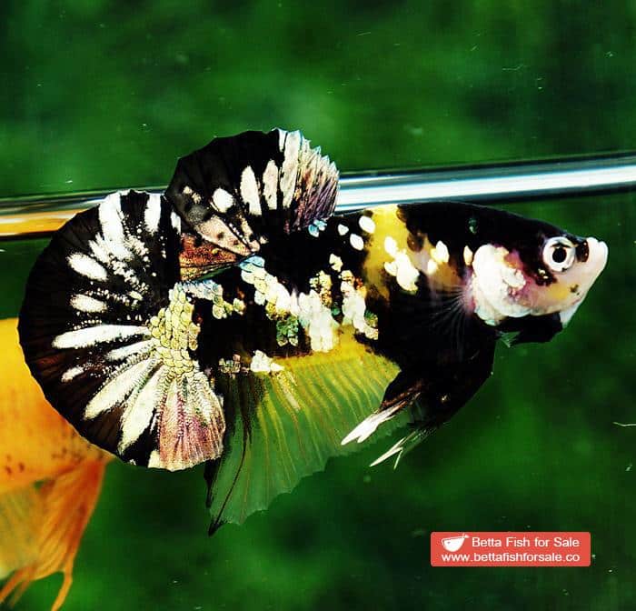 Betta fish HMPK Prince of Tiger Copper - Image 2