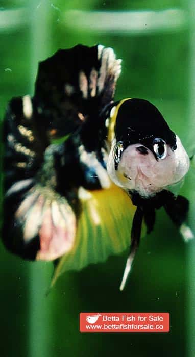 Betta fish HMPK Prince of Tiger Copper - Image 6