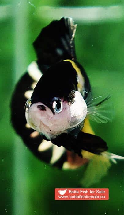 Betta fish HMPK Prince of Tiger Copper - Image 7