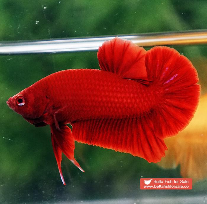 Betta fish HMPK Super Deep Red (Comp Grade) - Image 6