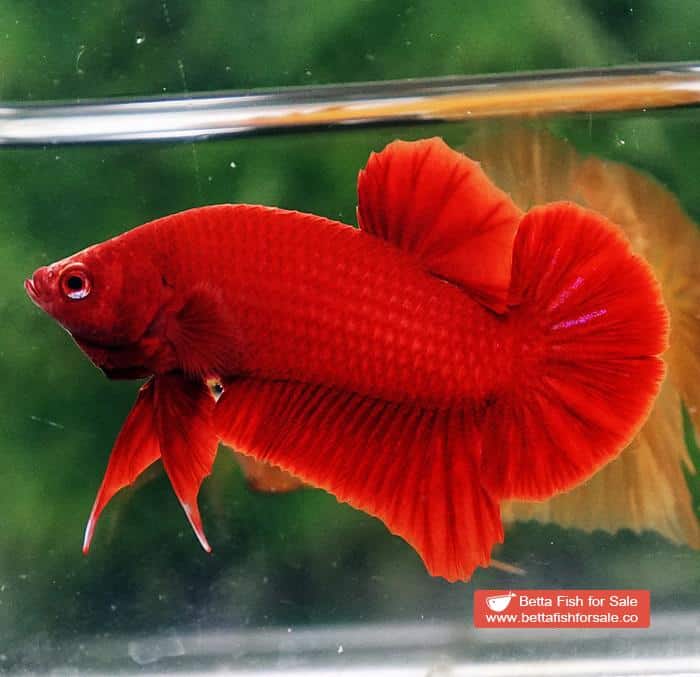 Betta fish HMPK Super Deep Red (Comp Grade) - Image 3