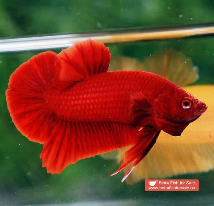 Betta fish HMPK Super Deep Red (Comp Grade) - Image 5