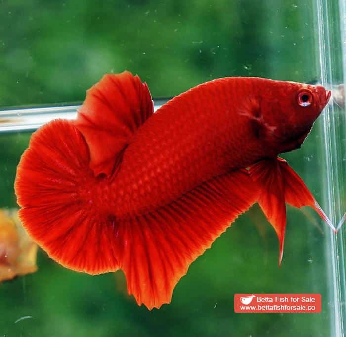 Betta fish HMPK Super Deep Red (Comp Grade) - Image 4
