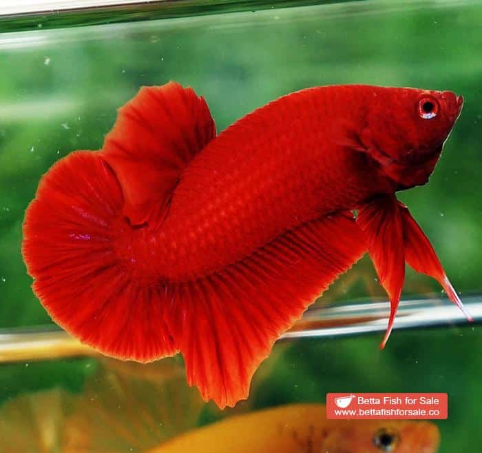 Betta fish HMPK Super Deep Red (Comp Grade) - Image 2