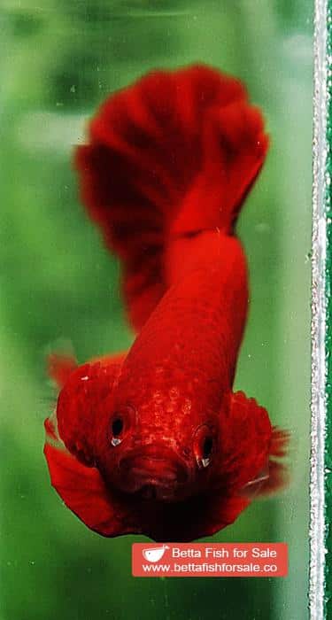 Betta fish HMPK Super Deep Red (Comp Grade) - Image 7