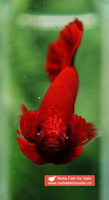 Betta fish HMPK Super Deep Red (Comp Grade) - Image 8