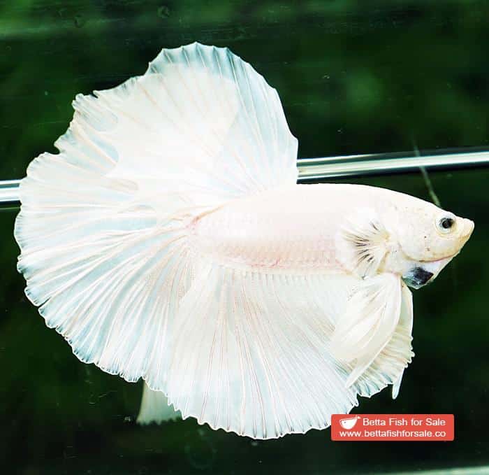 Betta fish OHM Prince of The White Hawk - Image 3