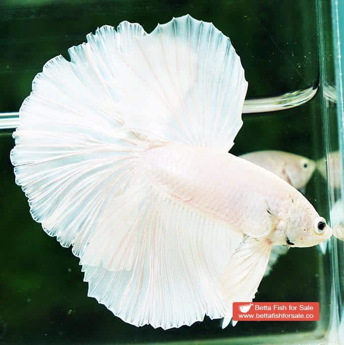 Betta fish OHM Prince of The White Hawk - Image 5