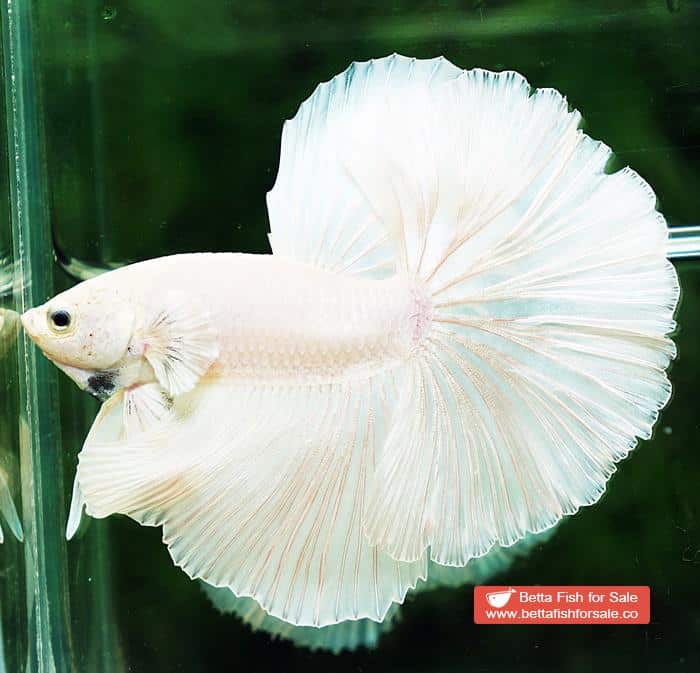 Betta fish OHM Prince of The White Hawk - Image 2