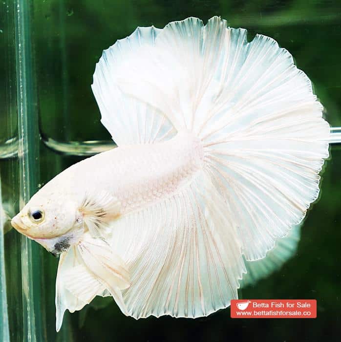 Betta fish OHM Prince of The White Hawk - Image 4