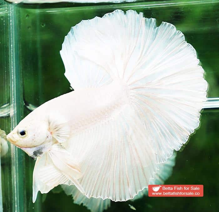 Betta fish OHM Prince of The White Hawk - Image 6