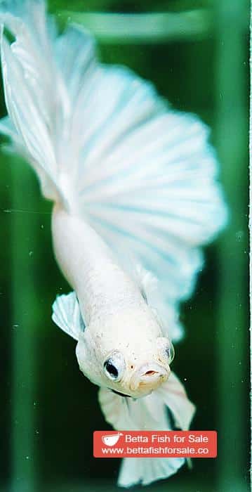 Betta fish OHM Prince of The White Hawk - Image 7
