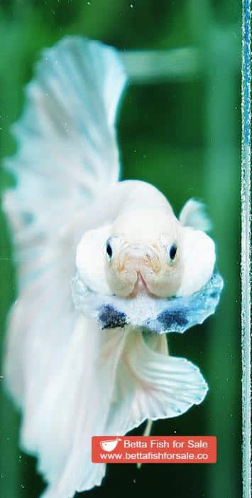Betta fish OHM Prince of The White Hawk - Image 8