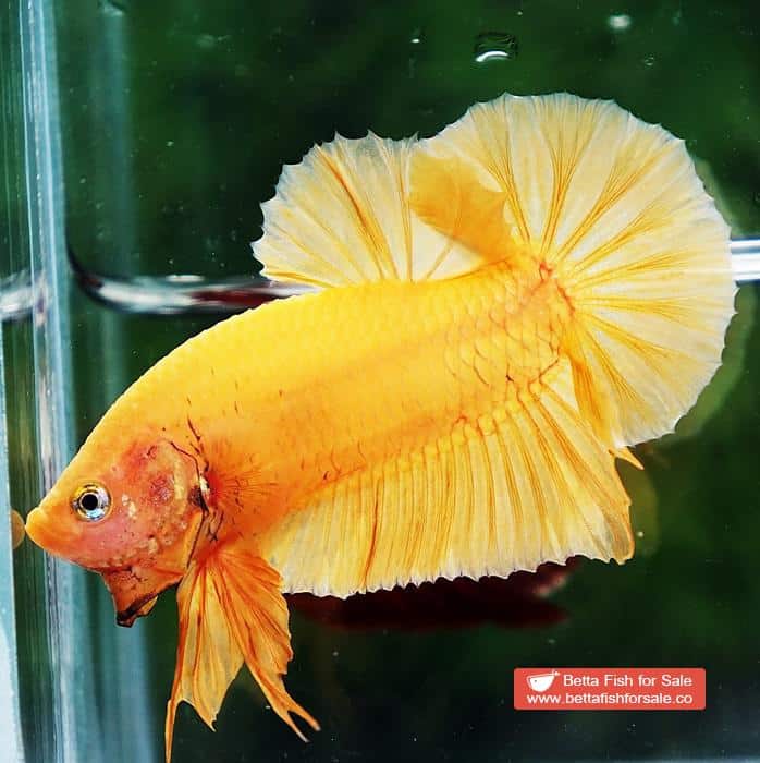 Betta fish HMPK Super Strong Yellow - Image 2