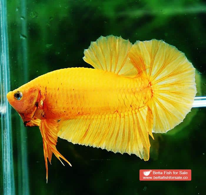 Betta fish HMPK Super Strong Yellow - Image 4
