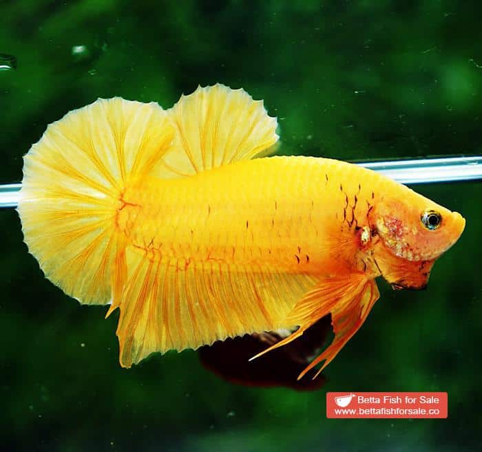 Betta fish HMPK Super Strong Yellow - Image 3