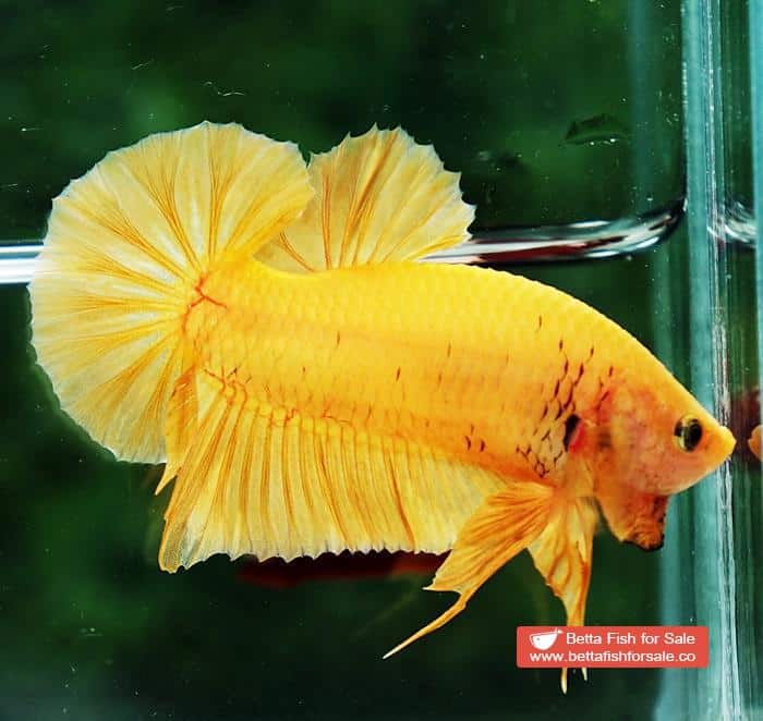 Betta fish HMPK Super Strong Yellow - Image 5