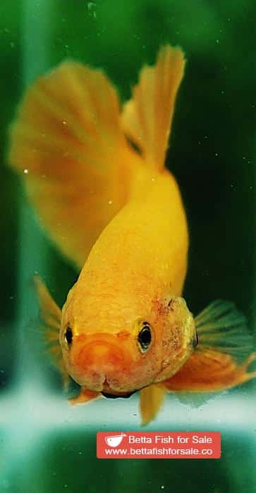 Betta fish HMPK Super Strong Yellow - Image 6
