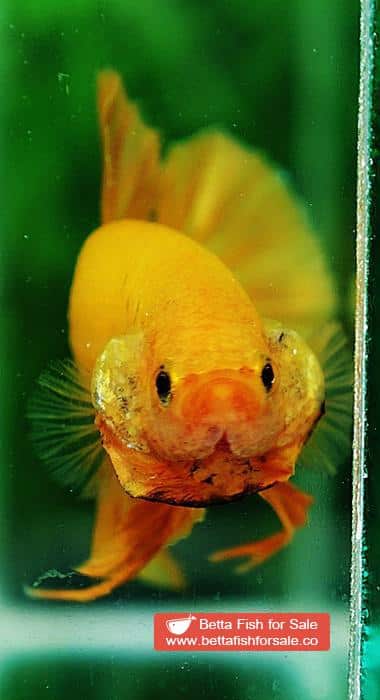 Betta fish HMPK Super Strong Yellow - Image 7