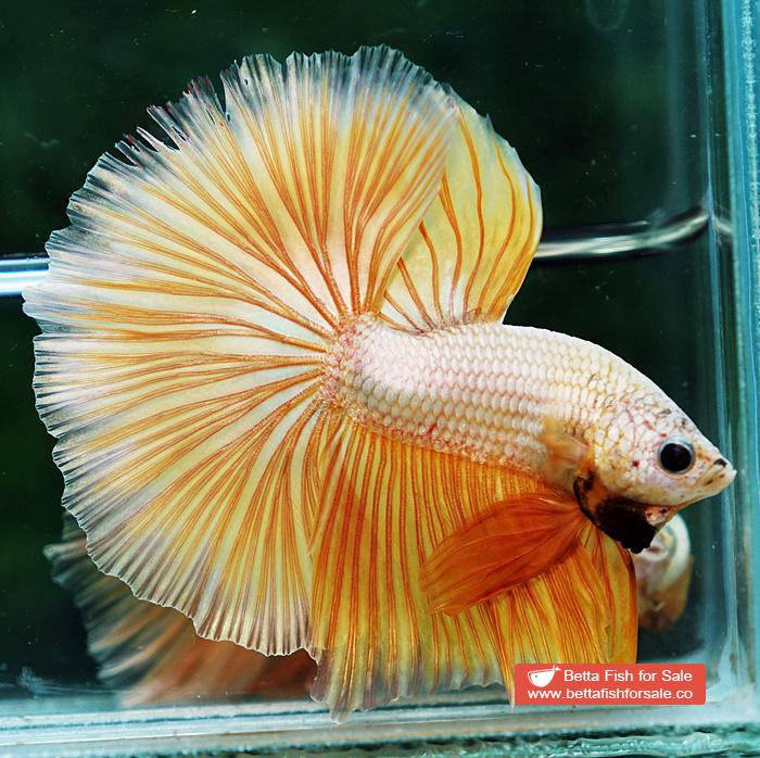 Betta fish OHM Super Gold Dragon - Image 2