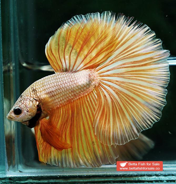 Betta fish OHM Super Gold Dragon - Image 5