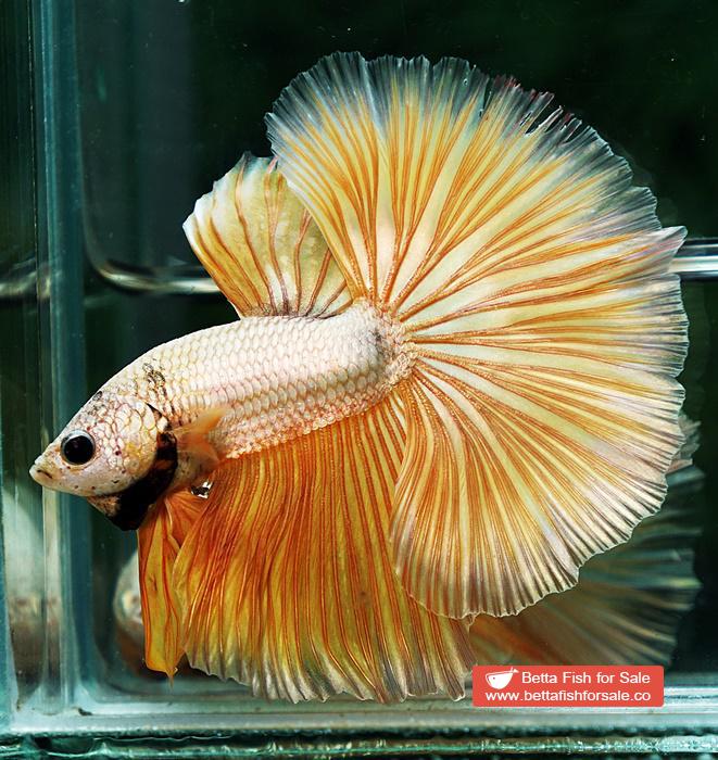 Betta fish OHM Super Gold Dragon - Image 3