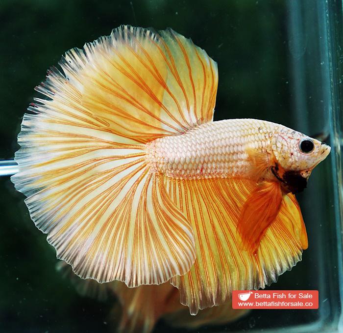 Betta fish OHM Super Gold Dragon - Image 6