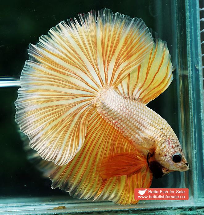 Betta fish OHM Super Gold Dragon - Image 4