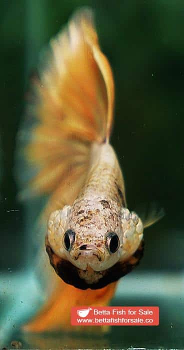 Betta fish OHM Super Gold Dragon - Image 7